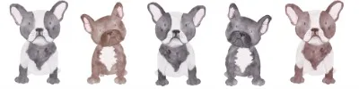 5 French Bulldogs Introvert Rating System