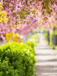 delicate pink flowers blossomed Japanese cherry trees on street blur background