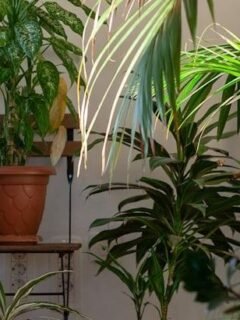The Role of Houseplants in Improving Indoor Air Quality