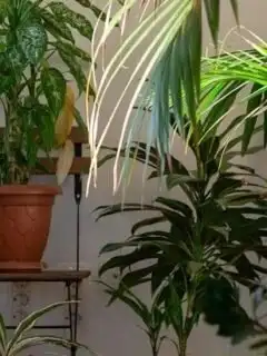 The Role of Houseplants in Improving Indoor Air Quality