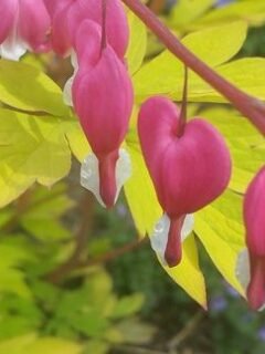10 Plants Gardeners Say Shouldn't Be Watered, Fertilized, or Pruned in Summer