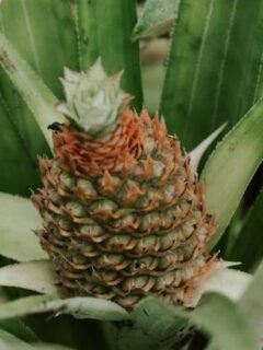 Why Many People Boil Pineapples, Experts Reveal