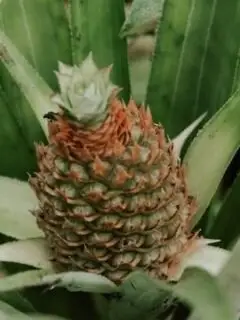 Why Many People Boil Pineapples, Experts Reveal