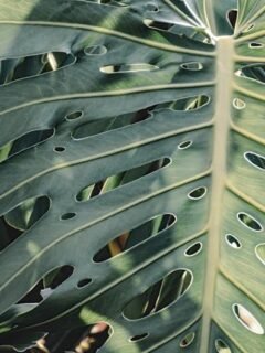The Best Indoor Plants for a Stylish Home