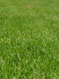 The Simple Garden Habit That Makes Every Outdoor Space Look More Cared For